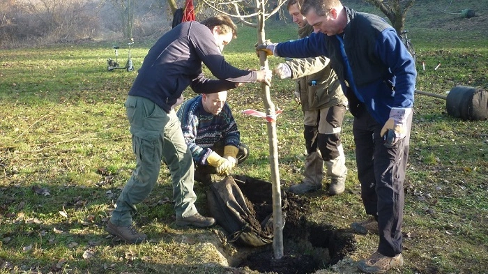 CITO Dřevčice – dobrovolníci při výsadbě ovocného stromu během obnovy starého sadu
