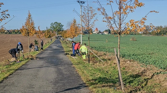 CITO Dřevčice – dobrovolníci při výsadbě stromů v Aleji novorozenců podél místní cesty
