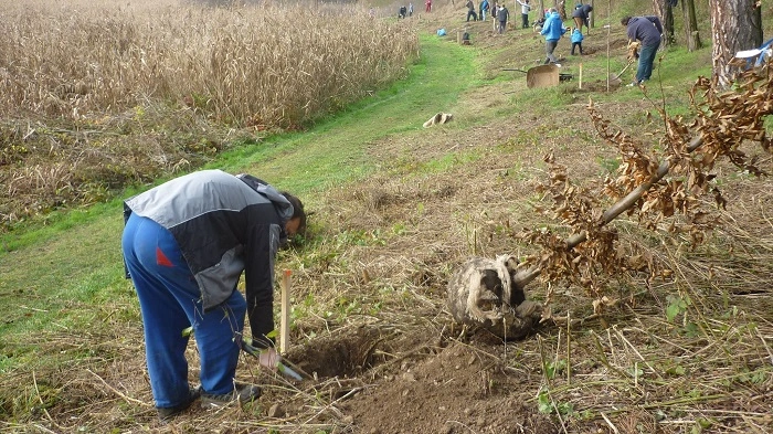 CITO Dřevčice – výsadba mladých stromků podél cesty do lomu během pravidelného CITO eventu