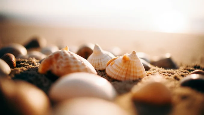 geocaching kolekce Mořské mušle micro keše