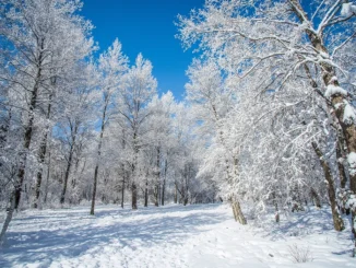 zasněžený zimní les s jasnou oblohou